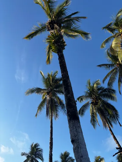 Palmeras vistas desde el jardín de Acuarios Hostal en Juanchaco